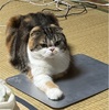 本州はやばいくらいの暑さらしいですよ