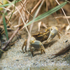 ハマガニ Chasmagnathus convexus
