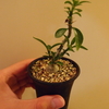 Pachypodium succulentum 実生株⑥