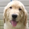 ゴールデンレトリバーの子犬達が、神奈川県のブリーダーの犬舎で生まれました。