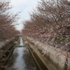 石神井川の桜とスーパーの棚