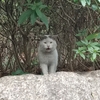 ◆山の猫達