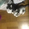 仔猫と老猫とか