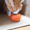 柿食えば猫が鳴くなり・・・