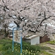 のと鉄道桜めぐり「にしぎし駅」