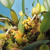 Bulbophyllum ovatum