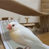 【動画】え？中に人が入ってる？？文鳥が『あれ』に乗ってクールに滑走！！