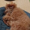 雪が降った午後