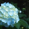 紫陽花（あじさい）