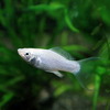 (熱帯魚 生体)シルバーライヤーモーリー(約3-4cm)(6匹)【水槽/熱帯魚/観賞魚/飼育】【生体】【通販/販売】【アクアリウム/あくありうむ】