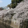 桜見物＠江戸川公園