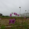 浜ちゃんの散歩道(４７６)　　梅雨時はアジサイがしっかりと咲いている。また、ヒマワリは降雨に関係なくしゃんとした花姿を保っていた。