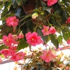 松江フォーゲルパークの花々など ㉒ （島根県松江市）