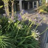 Agapanthus