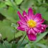 秋の風吹く野の花散歩