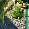 デラウエアの蕾