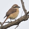 砲台山公園の野鳥を紹介（２０２０　０５１７）　その５。