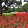 曼珠沙華（水元公園）