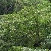 ナツツバキの花の咲き初め