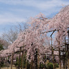 水戸の桜　その6　六地蔵寺