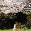 桜と柴犬