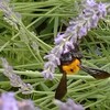 寄り道🎵  花と温厚クマバチ🐝ガムは昭和？🙄