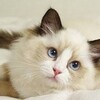 コンビニの陳列棚に尿を入れたペットボトルを置く。。