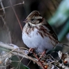 日本　雪の朝の野鳥たち