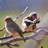 オーストラリアの森ってこんなかなって／埼玉県越谷市キャンベルタウン野鳥の森にて