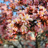 高崎城址公園周辺散歩　お堀の染井吉野・小彼岸桜・浅間山・おかめ桜・谷川連峰