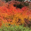 東福寺紅葉