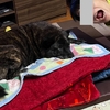 自分、不器用な甲斐犬ですから。
