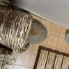 頭隠して､､､飼い主に似るうさぎ