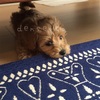 子犬の時期はあっという間に終わってしまうのです