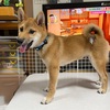 柴犬「きび」が来てから49日目【かなり大きくなりました】