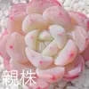 フルーツキャンディ