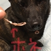 甲斐犬サンの疑惑の時〜コリャ参ッタワン↓↓↓ｼｮﾎﾞ─(o´･ｪ･`o)─ﾝ↓↓↓