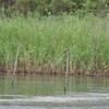 カワセミのいる池にて・・・