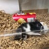 くろごまあん412日目