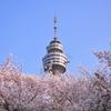 韓国「コロナウイルスで花祭り開催中止」…群がって来る花見客はどうするか？