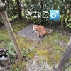 怖い話と、猫の道くさ