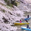 千鳥ヶ淵の桜