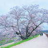 幾坂池一本桜