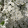 Spiraea thunbergii　ユキヤナギ