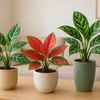 【アグラオネマ】冬の寒さに気をつければ、意外と育てやすい⁉🌿美しい葉模様が魅力の観葉植物🪴育て方ガイド