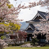 勝竜寺と昼桜