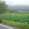 朝散歩 水鳥の道で花蓮