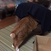 土曜日の恋猫！