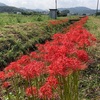 水押川の曼珠沙華