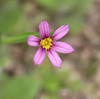 ちいさなちいさな・・・・・